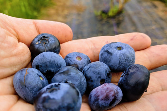 The North Star Blueberry