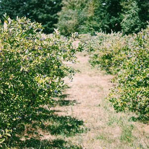 North Star Farm