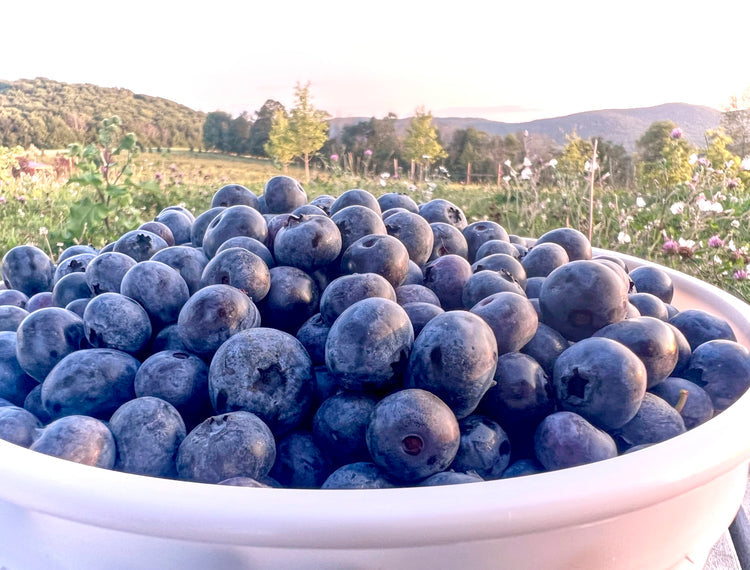 Frozen Blueberries 5 lbs.